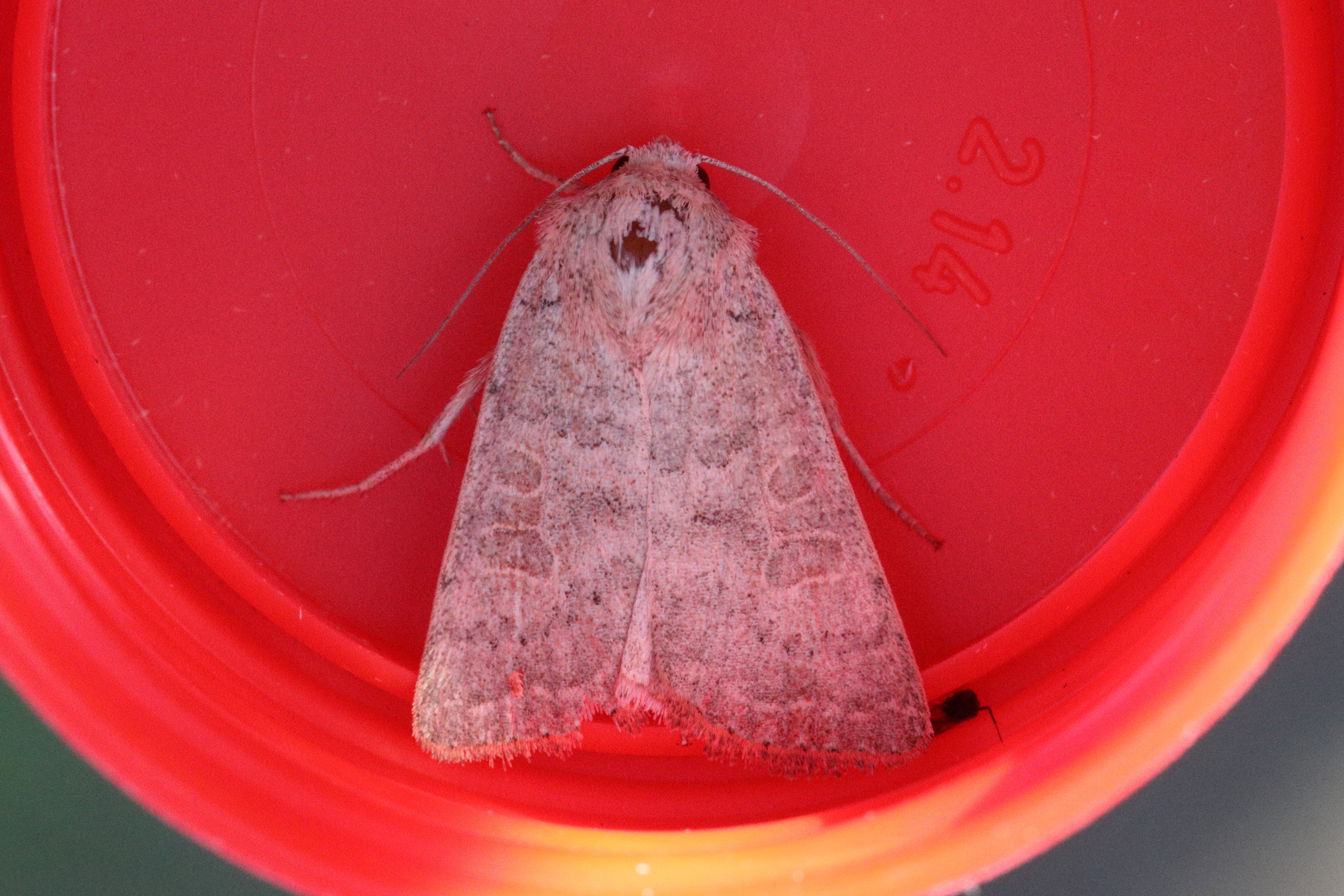 Photo of Vine's Rustic (Hoplodrina ambigua)